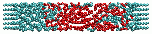 Figure 2: Snapshot of the crystal/melt interface from a Monte Carlo simulation. At the left and right ends, the first five atoms of crystal-chains are in crystalline order in the lamellea. In between is the interphase with tails, loops, bridges (all in blue), and free chains (red). Periodic boundary conditions are used to map all atoms into the primary simulation box. 