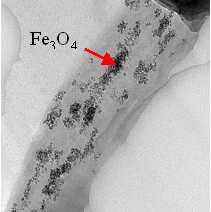 Figure: TEM image of magnetic electrospun fiber (cross-section)